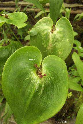 Photos Orquideas en Mindo -Los Bancos - Pichincha